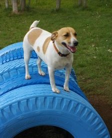 dog agility course