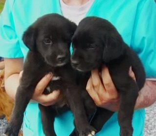 adoptable puppies