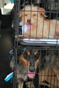 IFAW_dogs_crates
