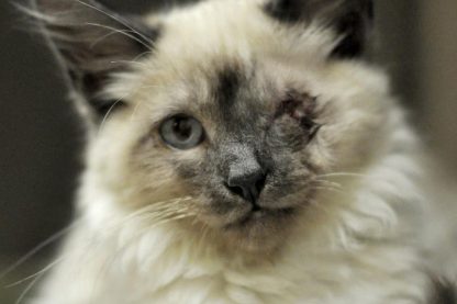 adopted cat