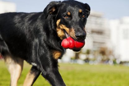 dog with kong