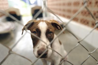 dog in kennel