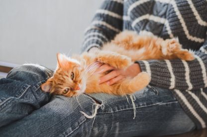 cat in lap