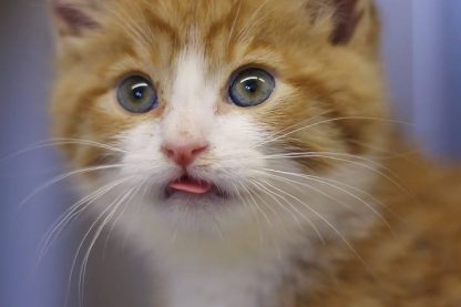 Adorable Kitty