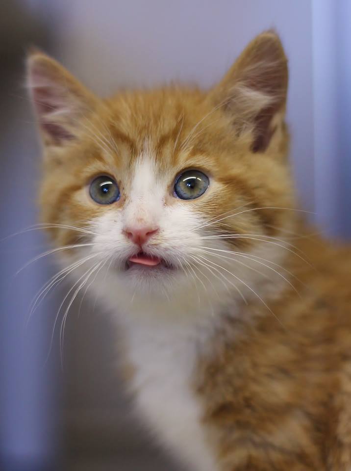 Adorable Kitty