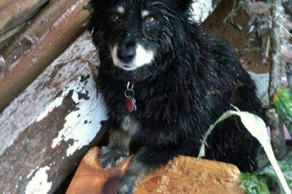 Susie the hero dog