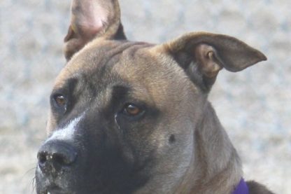 Taz the Pit Bull