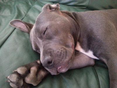 Adopted Pit Bull Allie in her new home