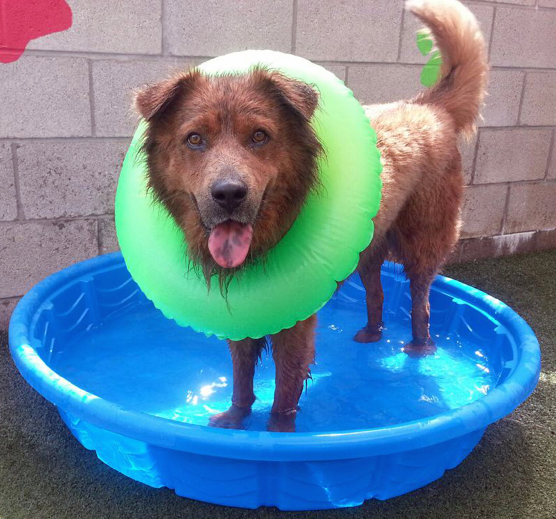 Bear (Photo: Pima Animal Care Center)
