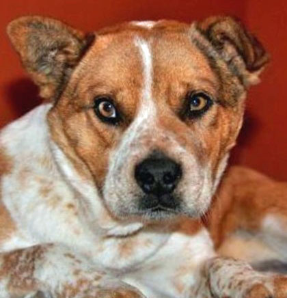 George had to be evacuated from RezQ Dogs.