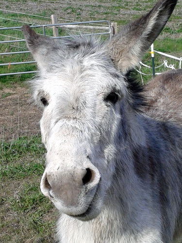 We're helping keep Storm E. the donkey cool this summer. 