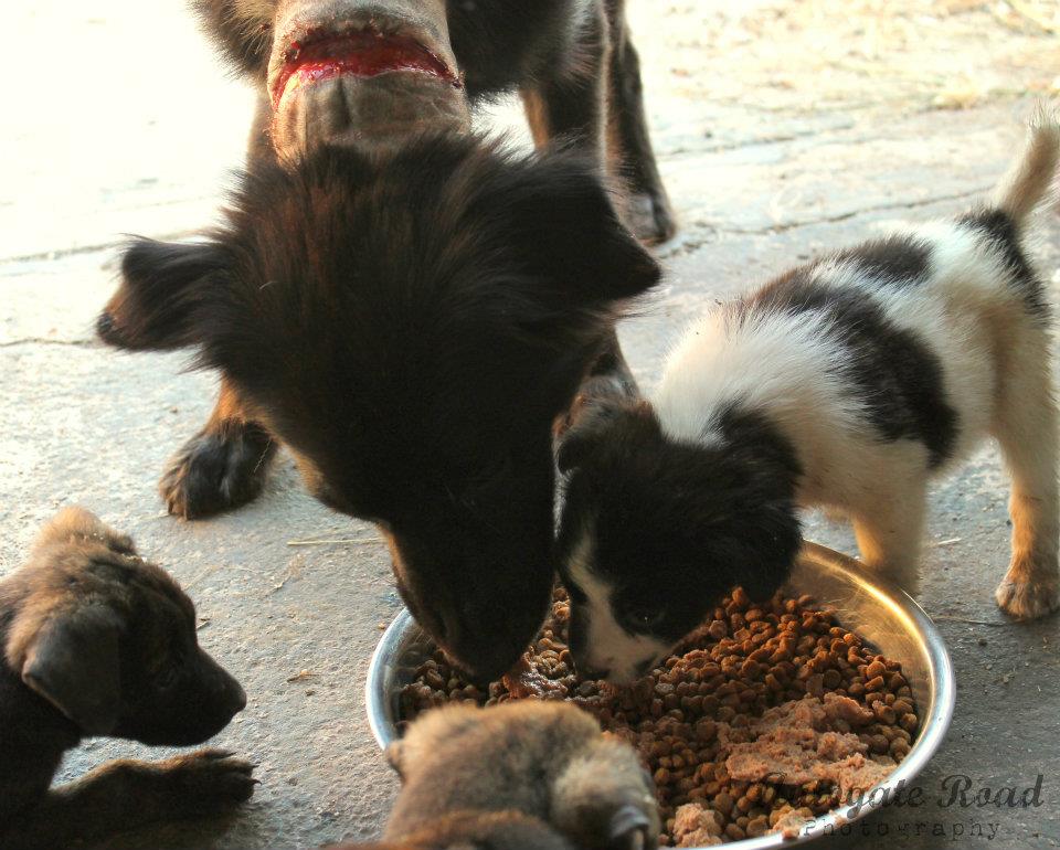 rescued dogs