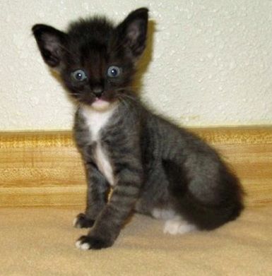Joey is at the Humane Society of Tuolumne County, which just received a disaster grant.