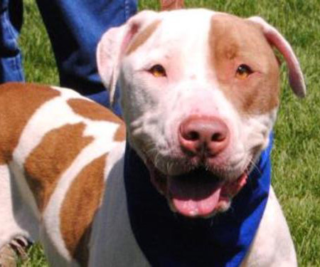 Doogie is at the Humane Society of Boulder Valley, which just received a disaster grant.
