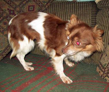 Our SNAP-X helped pay for Hannah's spay surgery and find her a home.