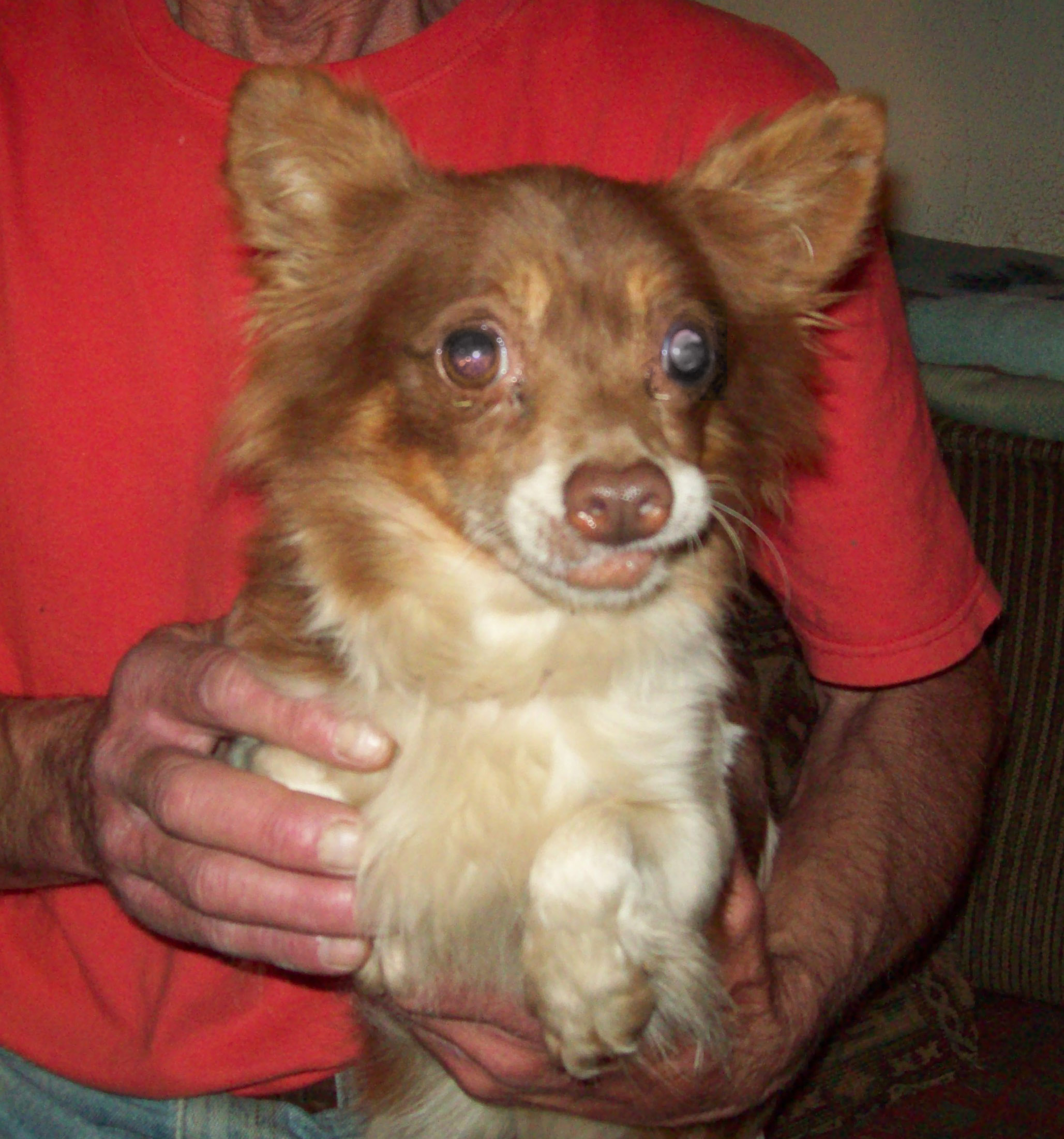 Our SNAP-X grant helped Hannah, a puppy mill survivor, find a loving home.