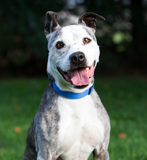 MELODY _ longmont humane
