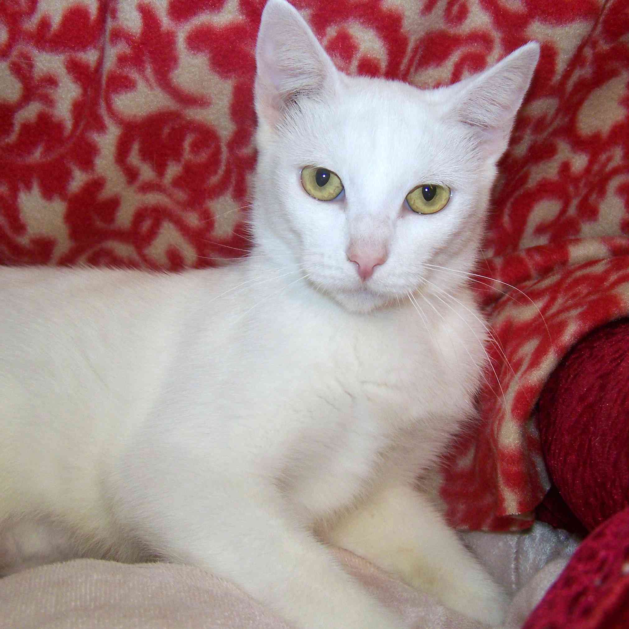 Give to us through Global Giving from 10/14-11/12 and have double the impact for homeless mother cats like Candy Cane.