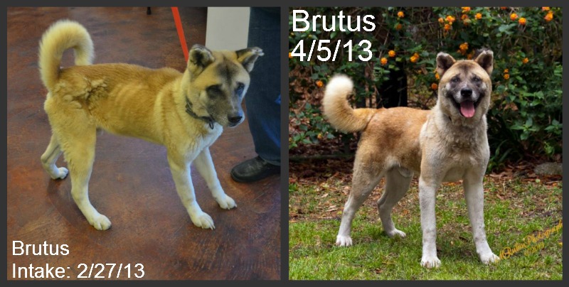 Our disaster grant helped St. John Parish Animal Shelter transform Brutus.