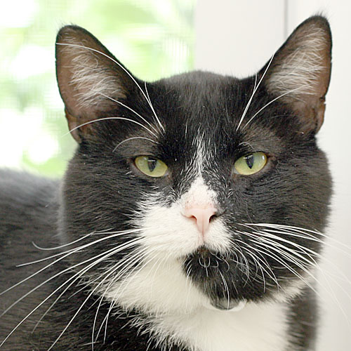 Give to us through Global Giving from 10/14-11/12 and have double the impact for homeless cats like Bubba.
