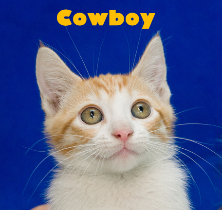 Cowboy (Photo: Cat Haven)