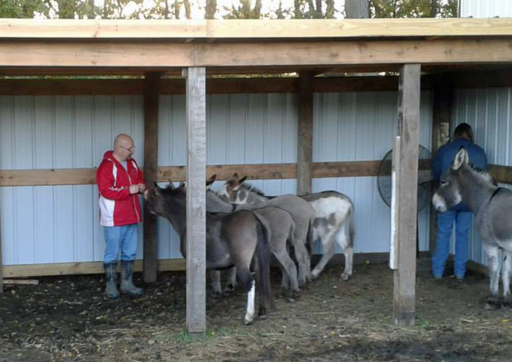 Donkeys enjoying their new multipurpose shelter