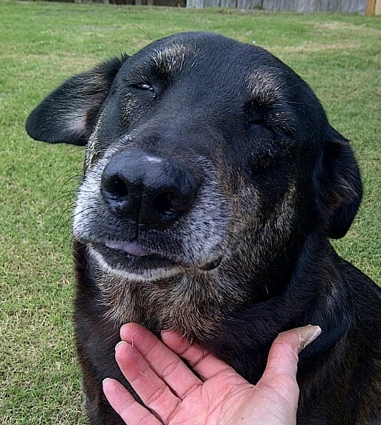 Give to us through Global Giving from 10/14-11/12 and have double impact for homeless dogs like Leda.