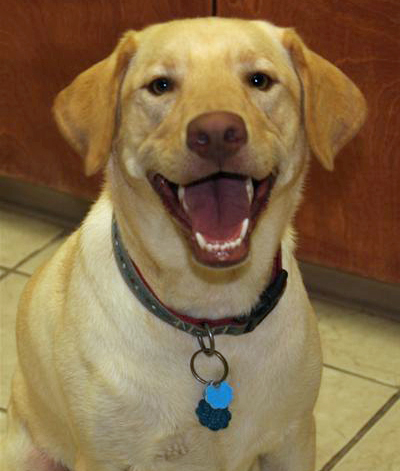 Give to us through Global Giving from 10/14-11/12 and have double the impact for homeless dogs like Miller.