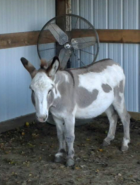Give to us through Global Giving from 10/14-11/12 and have double the impact for homeless donkeys like Nala.