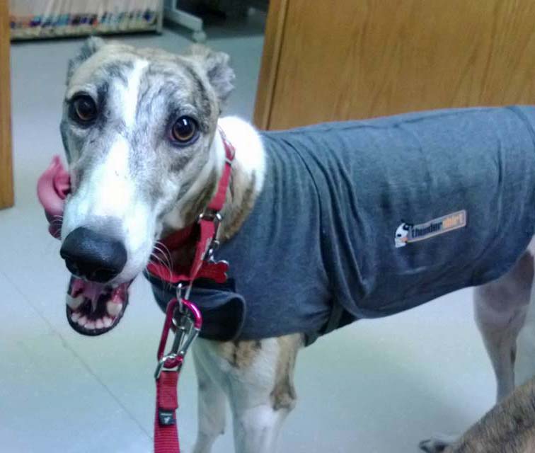 Pepper - NE Ohio Greyhound