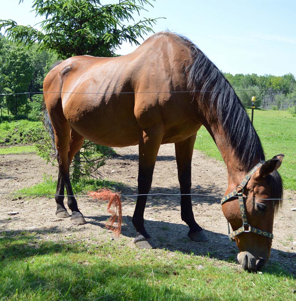 Windsong, 25, before his rescue