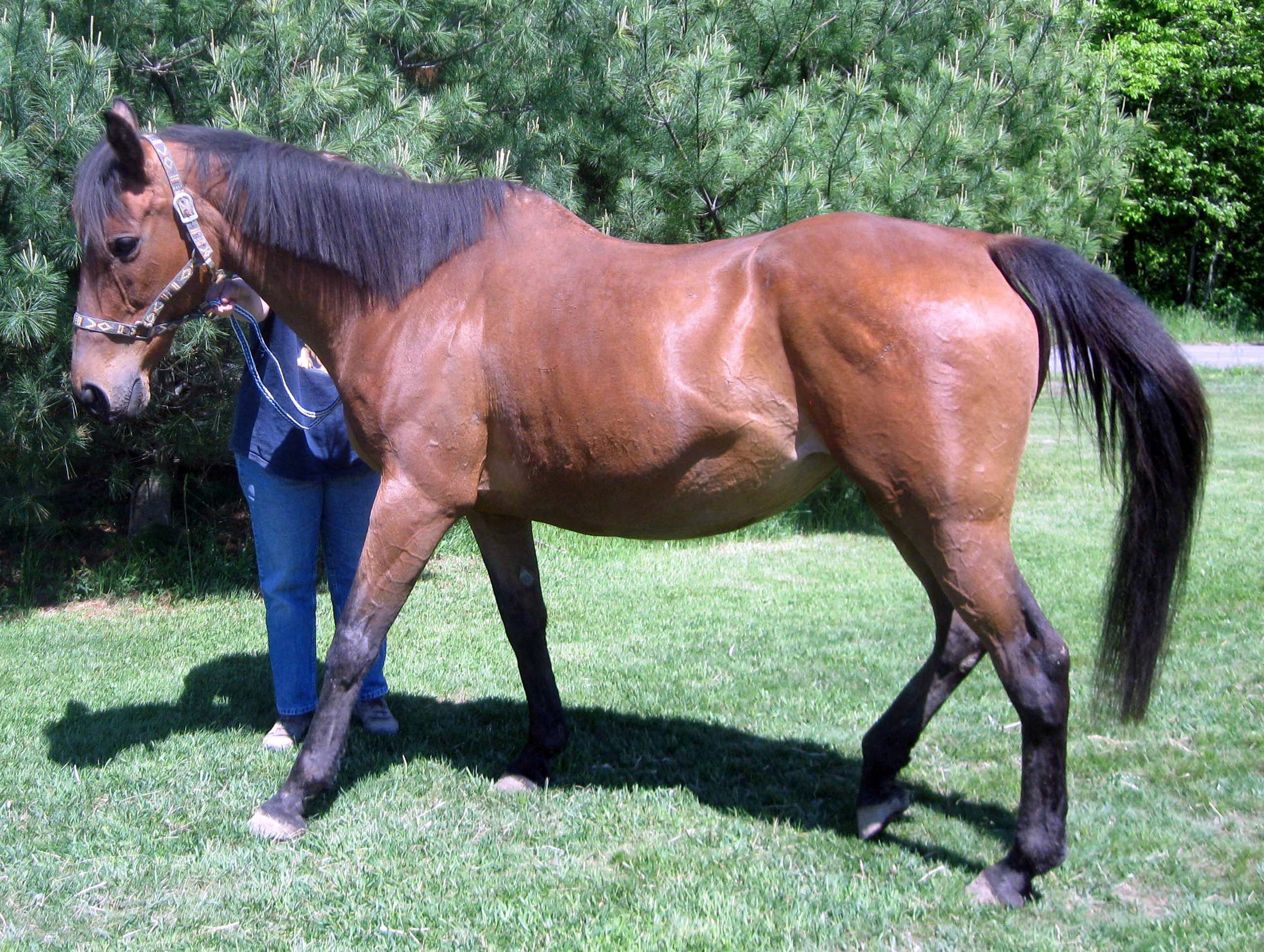Give to us through Global Giving from 10/14 – 11/12 and have double the impact for horses like Windsong.