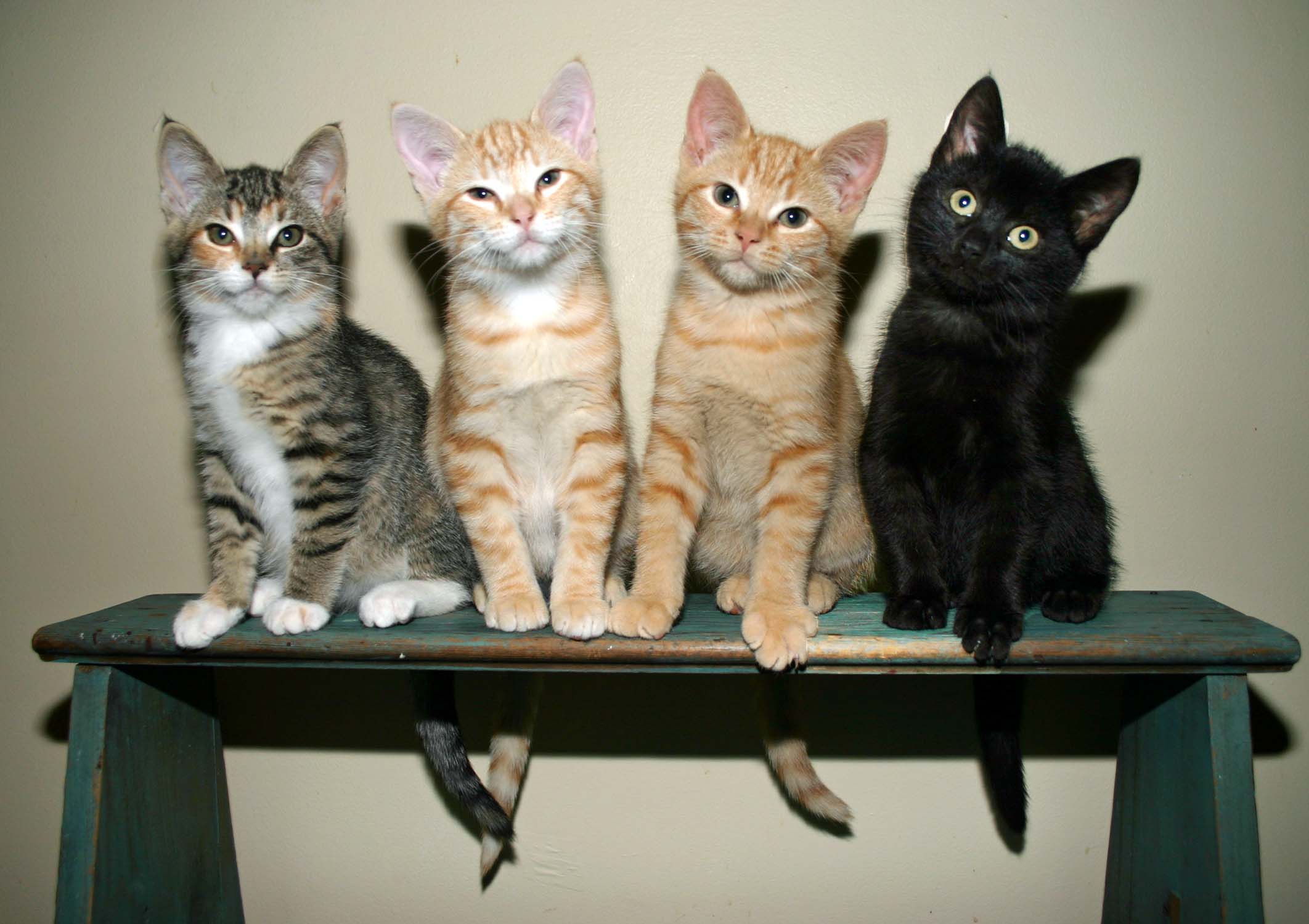 (Photo: Maddie & Friends)