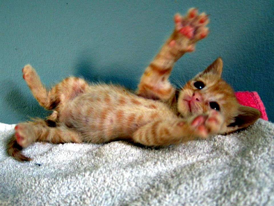 Blinky (Baltimore Animal Rescue and Care Shelter, Inc.)