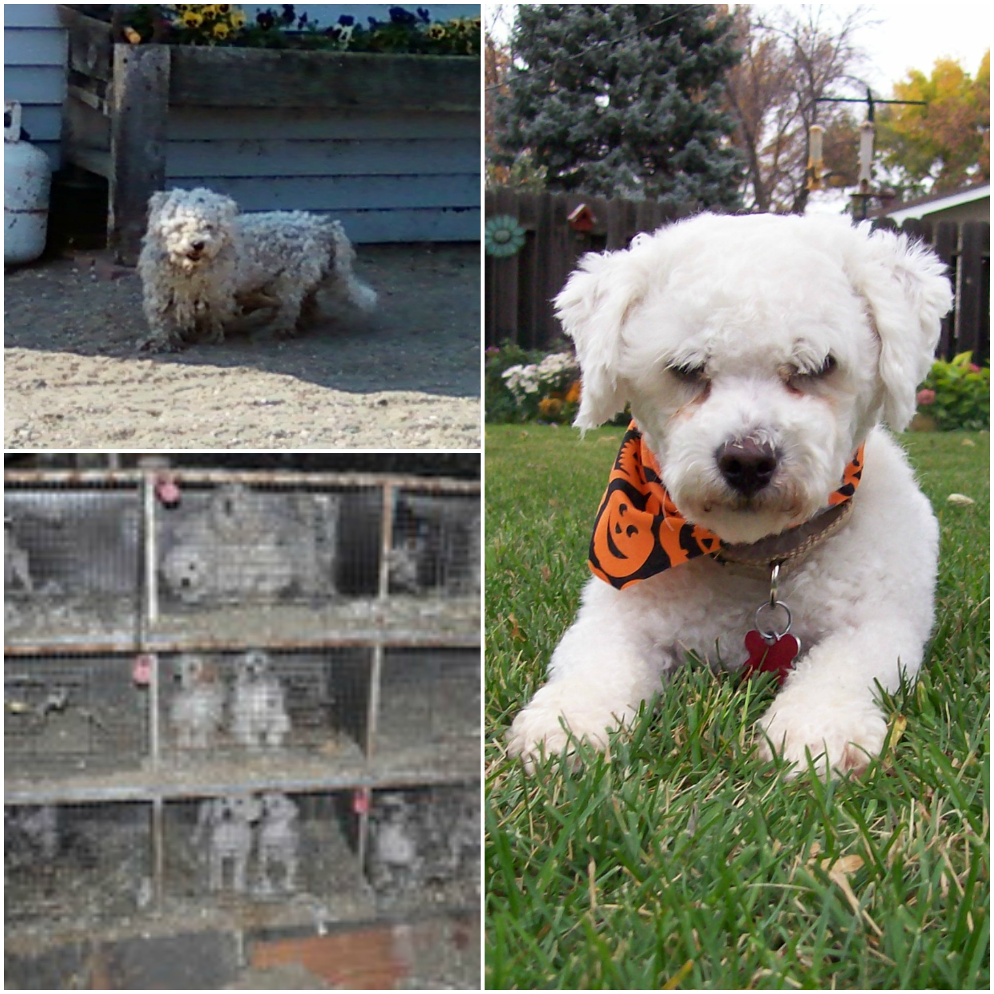Howie (Photo: 4 Luv of Dog Rescue)
