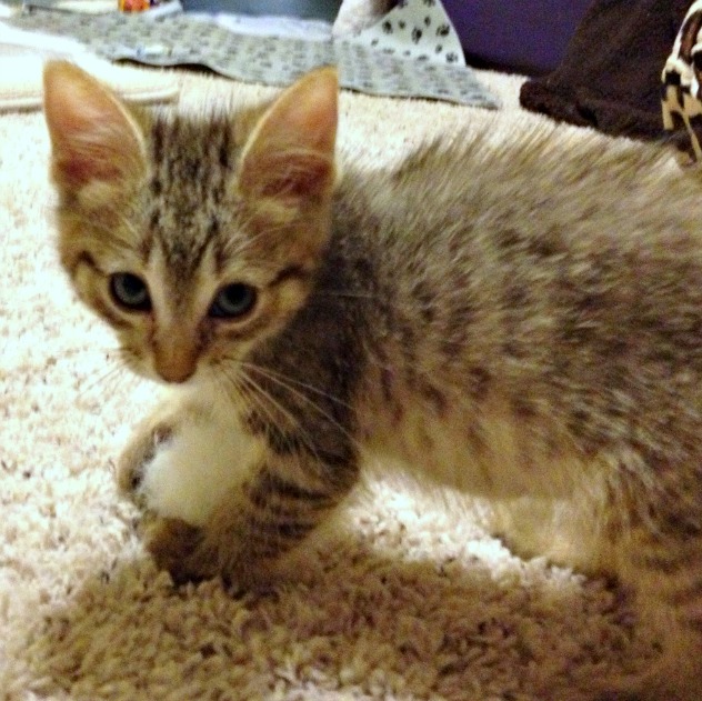 Jojo (Photo: https://www.petfinder.com/shelters/co350.html) 