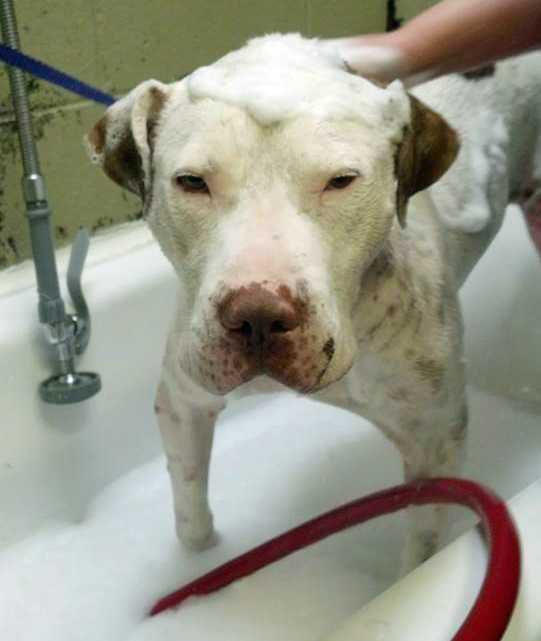 Lionel is healing and ready for a home. (Photo: AAAR)