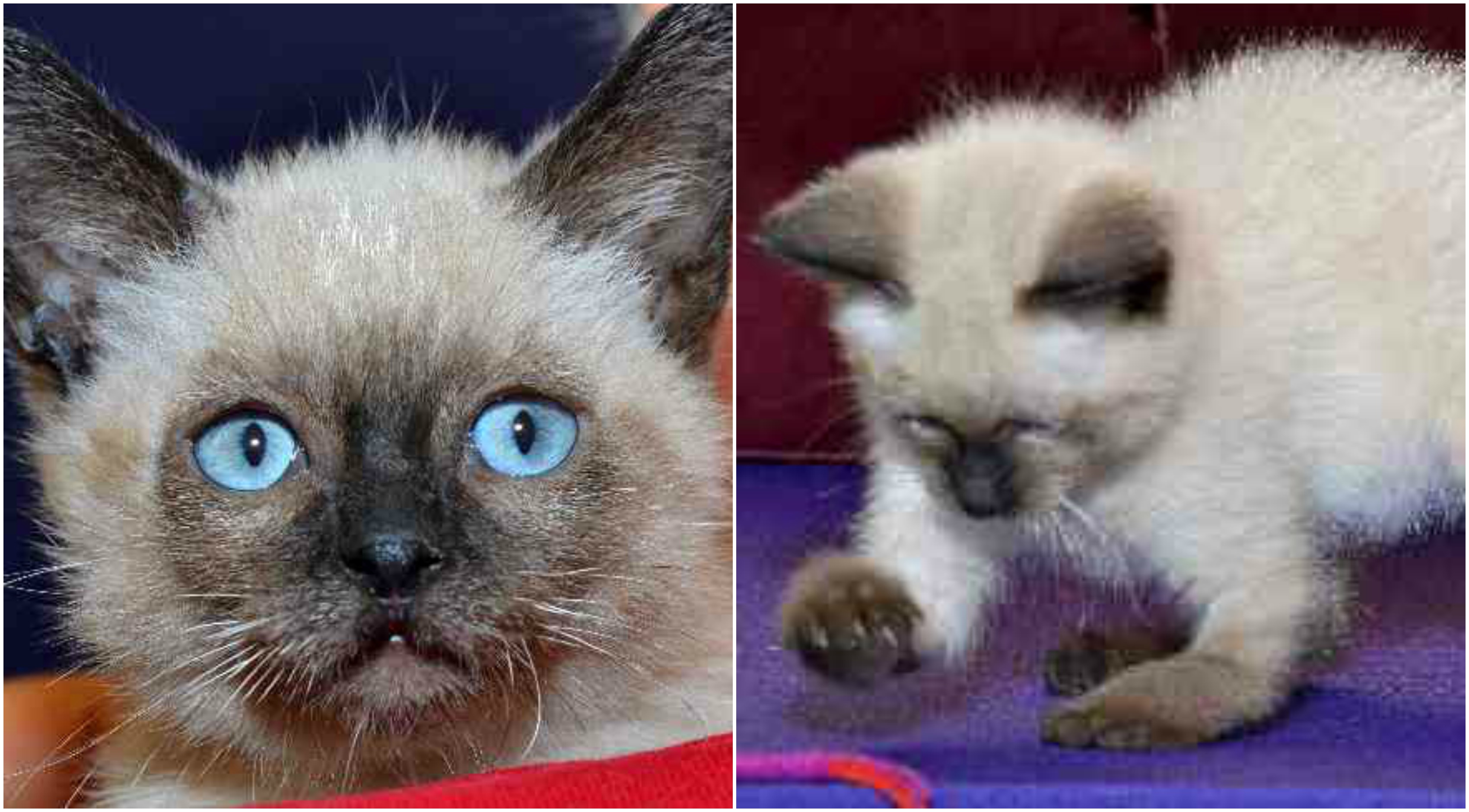 Faith (Photo: Kitty City Kansas Rescue)