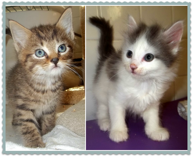 Marcus and Mandy (Photo: Warm Fuzzies Animal Rescue Inc.)
