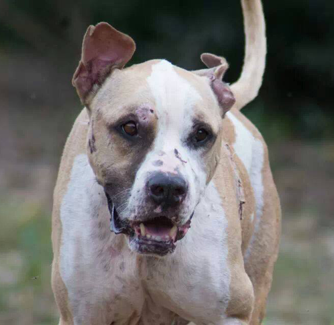 Mic bears scars from the incident at All About Animals Rescue in Macon, Ga.