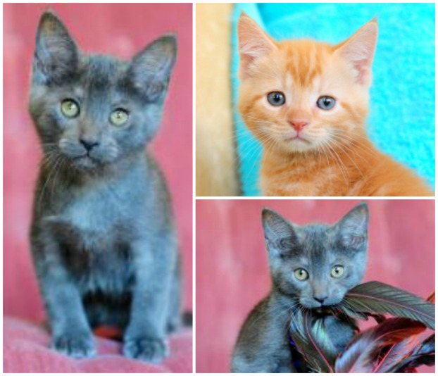 Clockwise from let, Peter, Punkin and Paul (Photo: Paws South Florida Rescue, Inc.)