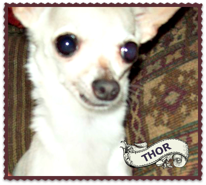 Thor (Photo: Maple Hill Farm Toy Breed Rescue)