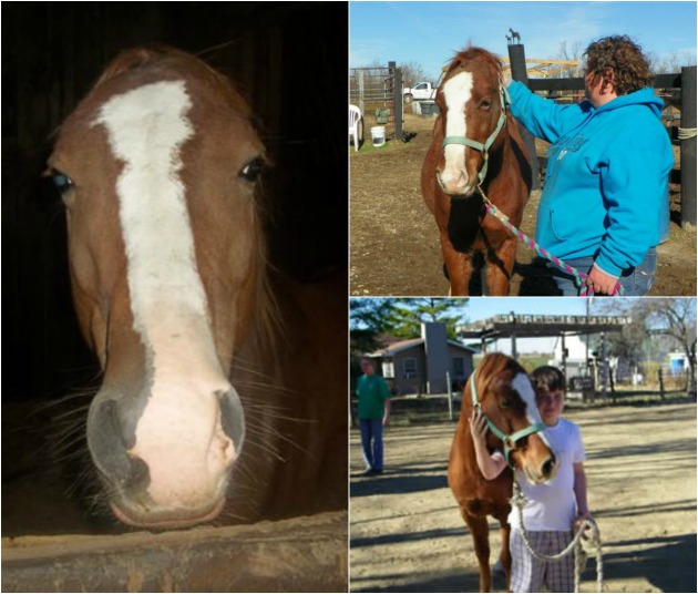 Vincent (Photo: Triple R Equine Rescue Ranch)