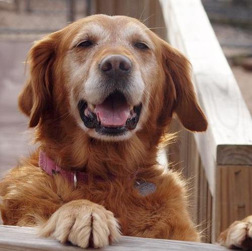 Charlotte (Photo: Delaware Valley Golden Retriever Rescue)