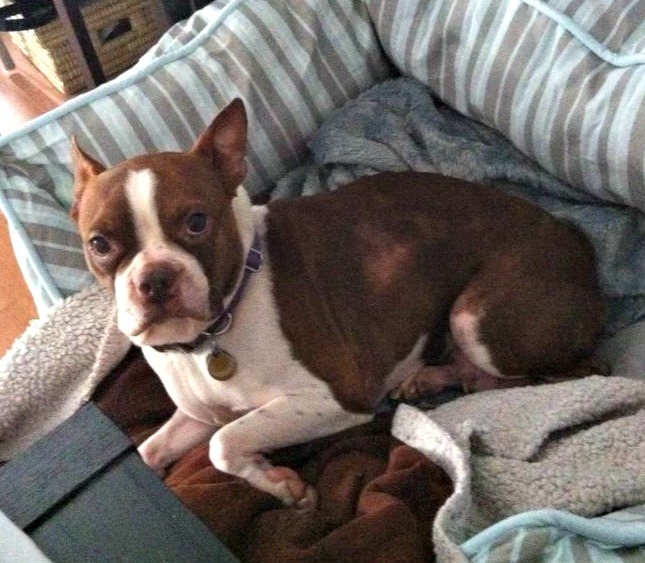Mocha (Photo: Boston Terrier Rescue Canada)