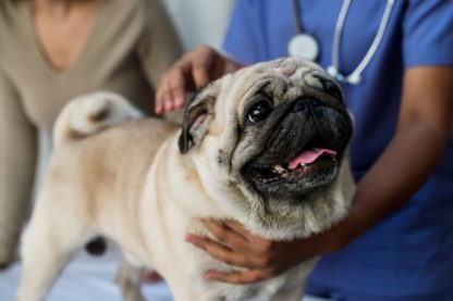 pug at vet