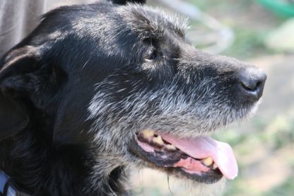 senior dog