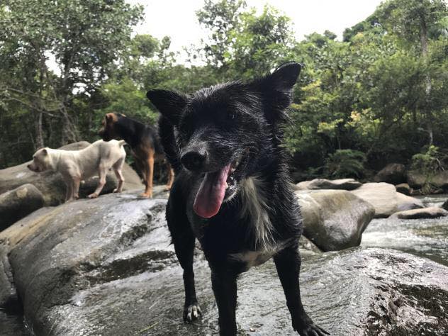 paws4survival-lucky