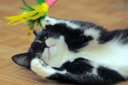 cat playing with toy