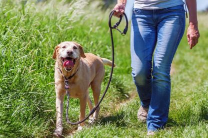 person walking dog